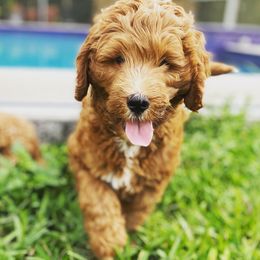 Goldendoodle Puppies from Doodley Doodles