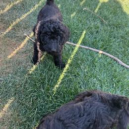 3 - Black male Poodle puppy in Severance, Colorado from Cox's Poodle Pups