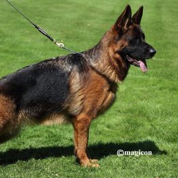 Gemma - German Shepherd