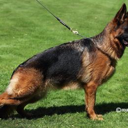 Gemma - German Shepherd