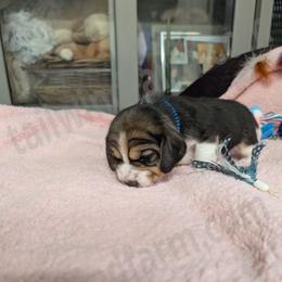 Blue - Black tan and white male Beagle puppy in Vallejo, California from Tailwindfarm