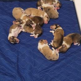To be announced Girl 4 - Sable merle and white female Collie puppy in Mattoon, Illinois from Gold Leaf Collies