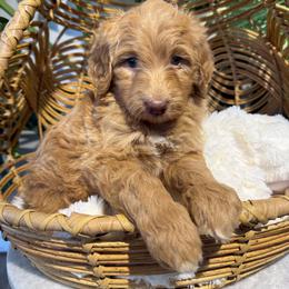 Riesling - Boy 1 - Red male Aussiedoodle puppy in Pomona, California from Socal Aussiedoodles