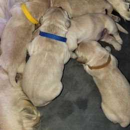 Golden Retriever Puppies from Sycamore Goldens