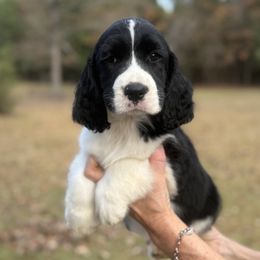 Boy 6 - male English Springer Spaniel puppy in Las Vegas, Nevada from Legacy