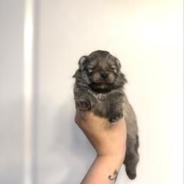 Nova - Orange sable female Pomeranian puppy in Lillington, North Carolina from Dignified Poms