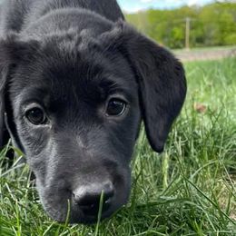Labrador Retrievers from Indian Creek British Labs