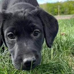 Labrador Retrievers from Indian Creek British Labs