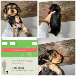 Teddy Bear - Black and gold male Yorkshire Terrier puppy in Cleveland, Tennessee from Moody’s Morkies and More