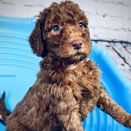 Blue Collar Shepherd - Poodle puppy in Plainwell, Michigan from Northern Heart Standards
