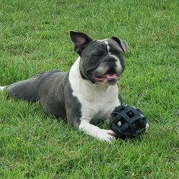 Daisy - Bulldog