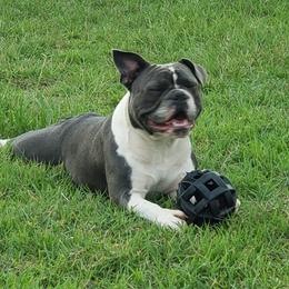 Daisy - Bulldog