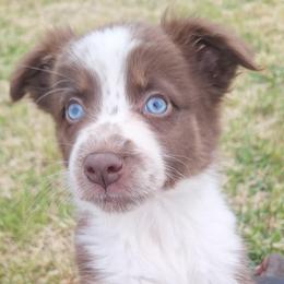 BAILEY-rtf - Red tri-color female Australian Shepherd puppy in Salem, Arkansas from Patchwork Kennels