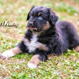 Breeze - Black tri-color female Australian Shepherd puppy in Olivehurst, California from Double M Aussies