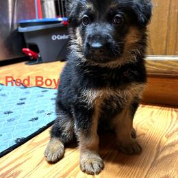 Boy 1 - Black and red male German Shepherd puppy in Puyallup, Washington from Majestic Royal German Shepherd’s