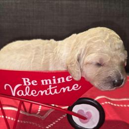 Peppermint Patty - Cream female Aussiedoodle puppy in Cumberland, Rhode Island from W Doodle Crew