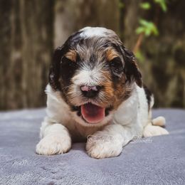 Arcos - Parti male Goldendoodle puppy in Centreville, Mississippi from Trin's Designer Doodles