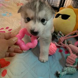 Siberian Husky Puppies from Canace Siberians