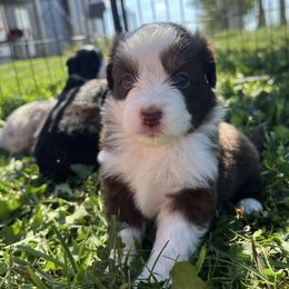 Girl 2 - Red tri female Miniature Australian Shepherd puppy in Arcadia, Indiana from Sunset Cowgirl Mini Aussies
