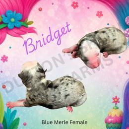 Bridget - Blue merle female Miniature Australian Shepherd puppy in Oronogo, Missouri from Dutton's Show Me Farms