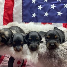 Dachshund Puppies from Hart Dachshunds