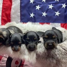 Dachshund Puppies from Hart Dachshunds