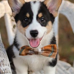 Vincent (Vince) - Black and tan male Pembroke Welsh Corgi puppy in Benton, Arkansas from High Cotton Corgis