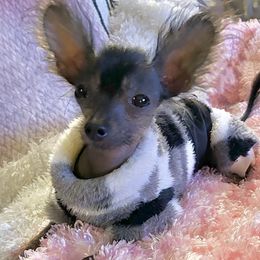 Meiko - Chinese Crested