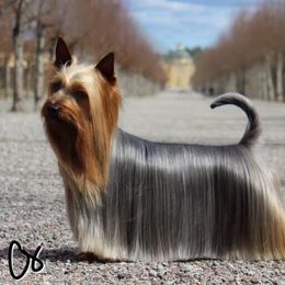 Windy - Silky Terrier