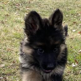 German Shepherds from German Shepherds of Shawnee