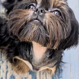 Suku - Shih Tzu
