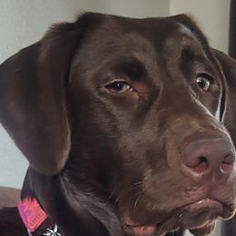 Labrador Retrievers from Silverback Labradors