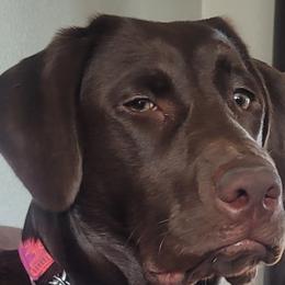 Labrador Retrievers from Silverback Labradors