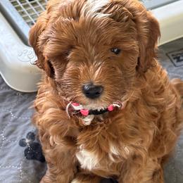 Prada (pink collar) - Red  female Goldendoodle puppy in Colorado Springs, Colorado from Pikes Peak Doodles