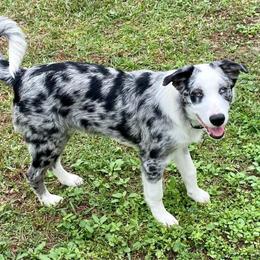 Chewy - Border Collie