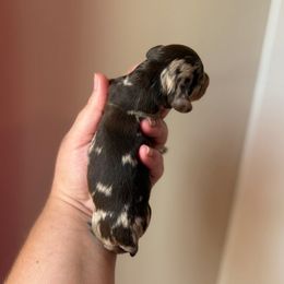 Wednesday - Dapple female Dachshund puppy in Lebanon, Tennessee from Thomas Homestead and Rabbitry
