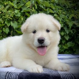 Alex - White female Alaskan Malamute puppy in Michigan from Warrior’s Legacy Alaskan Malamutes