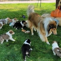 Scottish Collie Puppies from Sundance Scottish-Colleys