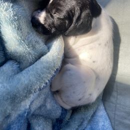 German Shorthaired Pointer Puppies from Fishing Creek GSP