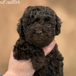 Serene's small brown female - Brown female Poodle puppy in Emmaus, Pennsylvania from KC Poodles of PA
