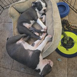 Boston Terrier Puppies from Aronow pups