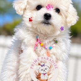 June - White female Bichon Frise puppy in Upland, California from Prime Paradise Kennel