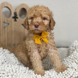 Blaze- Yellow Collar - Red male Bernedoodle puppy in Oak Hills, California from High Desert Doodles
