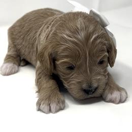 Miss White, aka Crystal - Apricot female Goldendoodle puppy in Culpeper, Virginia from Beechwood Goldendoodles (VA)