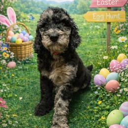 Light pink collar - Merle female Goldendoodle puppy in Sanderson, Florida from Serenity Goldendoodles