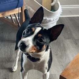 Rat Terriers from Megan Richards