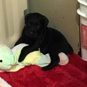 Standard Schnauzer Puppies from Stahlkrieger Standard Schnauzers