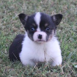 Daisy - Black and tan female American Corgi puppy in Leighton, Alabama from Bar P Livestock Corgis