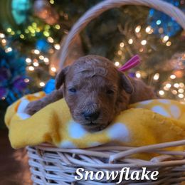 Snowflake - Red  female Poodle puppy in Blackfoot, Idaho from Draper Mountain Doodles