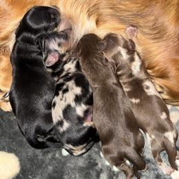 Dachshund puppies from Clear Creek Dachshunds